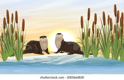 Two river otters sit on the banks of a river or lake in thickets of reeds. Eurasian otter Lutra lutra, The Eurasian river otter. Wild semiaquatic mammal of Eurasia. Realistic vector animal