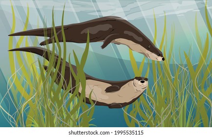 Two river otters swim in the water between long green algae. Eurasian otter Lutra lutra, The Eurasian river otter. Wild semiaquatic mammal of Eurasia. Realistic vector animal