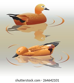 Two roody shelducks with their reflections. Vector illustration.