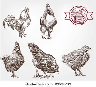 Two rooster and three hens. set of sketches made by hand