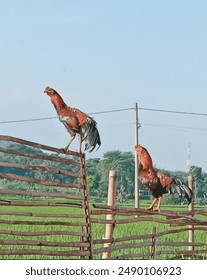 two roosters on the rice field fence