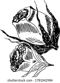 Two rose buds on a white insulated background.