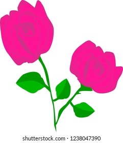 Two Rose Flowers Isolated
