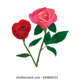 two rose  red and pink are on white background