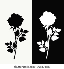 Two roses, black and white