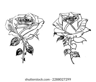 Dos Roses Coloring Book muestran impresionantes representaciones de dos rosas individuales.