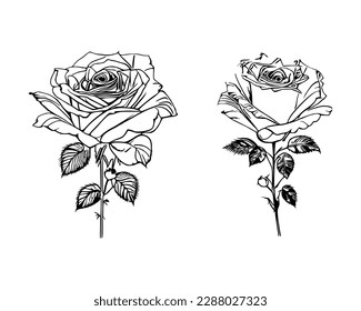 Two Roses Coloring Book showcases stunning depictions of two individual Roses.