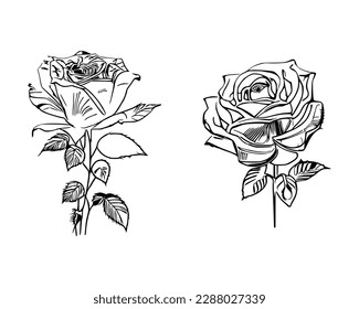 Two Roses Coloring Book showcases stunning depictions of two individual Roses.
