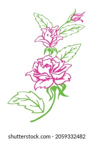 Two roses and white background
