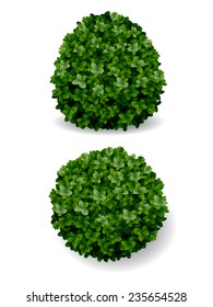 two round bush decorative plant boxwood eps8