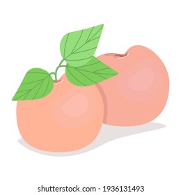 
Two ruddy peaches, ripe juicy fruits, vector illustration in flat style.