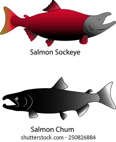 Two Salmons vector illustrations