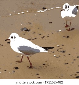 Two seagulls do not let anyone into their territory
