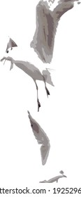 Two seagulls as tomboy compete in the sky in front of each othe
