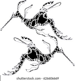 Two seahorses