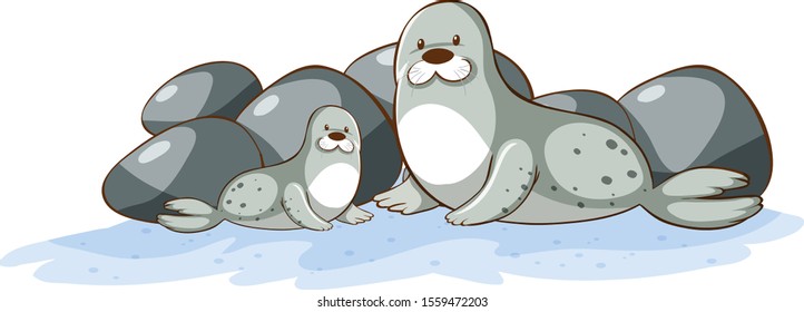 Two seals on white background illustration