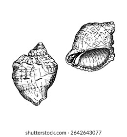 Duas conchas marinhas em um estilo de esboço preto e branco. Cada concha tem cristas e texturas únicas, em detalhes finos, ideais para temas costeiros ou náuticos. Ilustração de vetor desenhada à mão isolada no branco