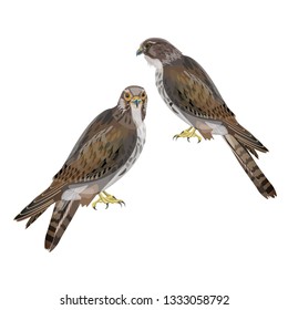 Two seated falcons. Vector illustration isolated on white background.