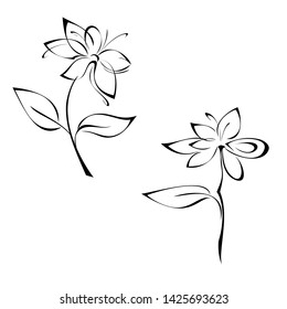 two separate blossoming flowers on stems with leaves in black lines on a white background