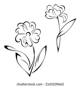 two separate decorative stylized flowers on stems with leaves and curls. graphic decor