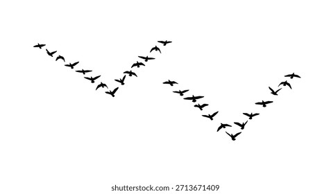 Two separate flocks of migrating bird silhouettes flying in classic V-formations isolated on a clean white background.