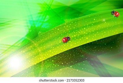 Two seven-spotted ladybugs on a blade of grass.