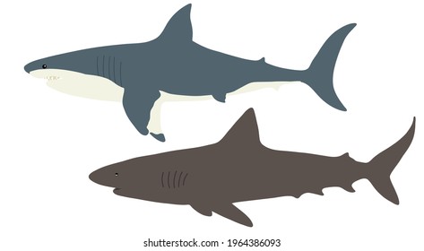 Two sharks. Simple vector illustration.