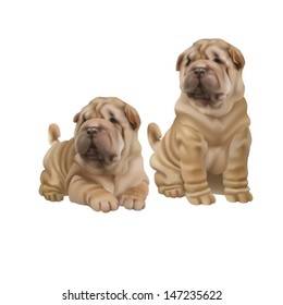 Two Shar-Pei puppy on a white background isolated