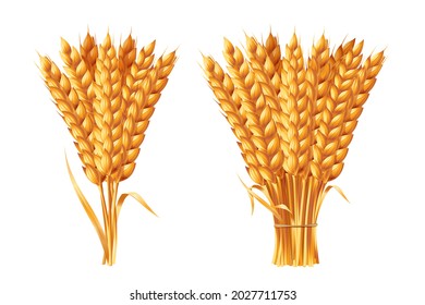 Two sheaves of wheat ears. Vector illustration isolated on white background.