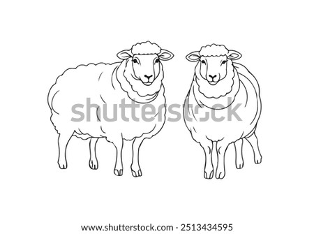 Two Sheep Line Drawing. Cute Farm Animal Abstract Linear Drawing. Black Sketch Drawing of Sheep Portrait. Vector EPS 10.