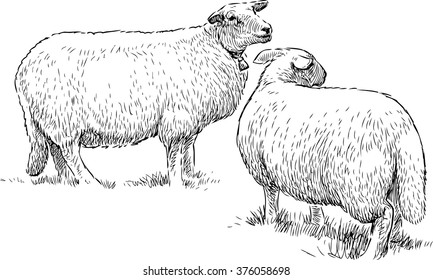 two sheep on the pasture