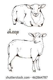 Two sheep with thick fur vector illustration on white background, cloven-hoofed livestock isolated hand drawn sketch