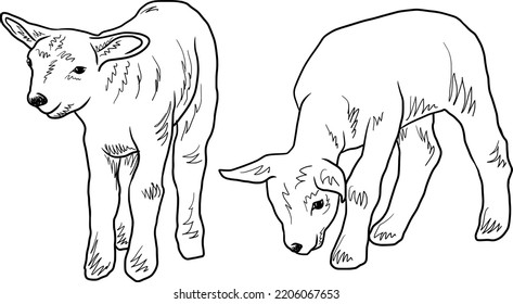 Two sheeps drawing. Realistic hand drawn isolated vector sketch illustration of cute baby farm animals.