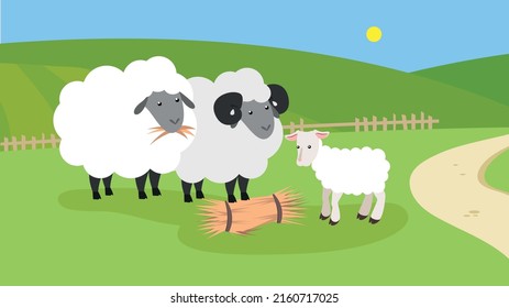 Two sheeps and a goatling eat hay on the lawn