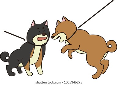 Two Shiba Inu dogs fighting