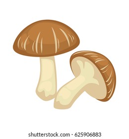 Two shiitake mushrooms on white background vector illustration