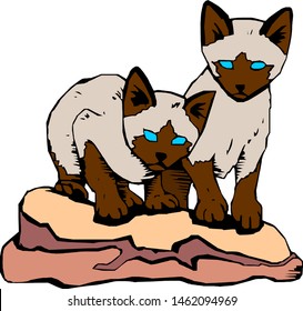 Two Siamese cats treading on their bedspread isolated on a white background.