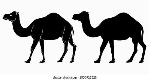 Two silhouettes of a beautiful strong camel. Profile, side view. Hand-drawn.