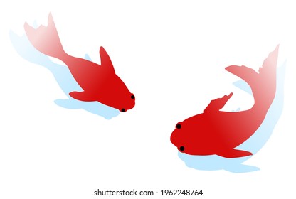 Two simple swimming goldfish with shadows