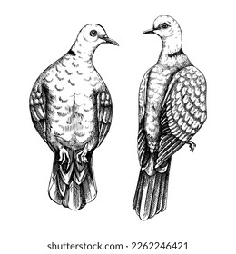 Two sitting collared doves drawings. Wildlife sketches set. Vector nature illustration isolated on white background. Hand drawn birds isolated on white background for prints or cards