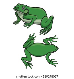 Two sitting green frogs isolated on white background