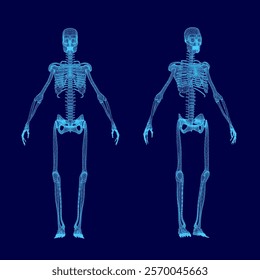 Two skeletons are shown in blue, one of which is missing a head. The skeletons are standing in a blue background, and they appear to be in a digital or computer-generated image