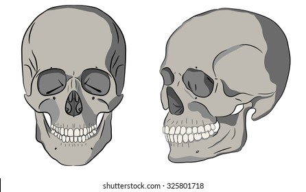 Two skulls