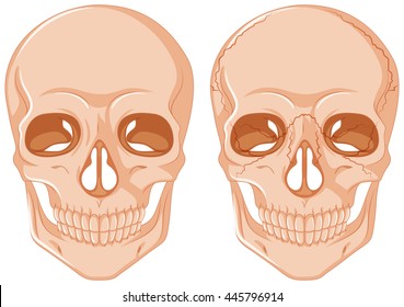 Two skulls on white background illustration