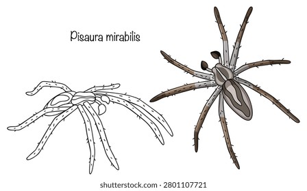 Two slender spiders with long legs and elongated bodies, hand-drawn. The colored spider is gray, with a light longitudinal stripe running along the cephalothorax and abdomen, framed by darker areas.