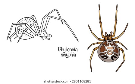 Two small arachnids with rounded abdomens and long, thin legs, hand-drawn. They are colored in brown tones, and their abdomens feature a contrasting pattern of dark and light spots. Vector.