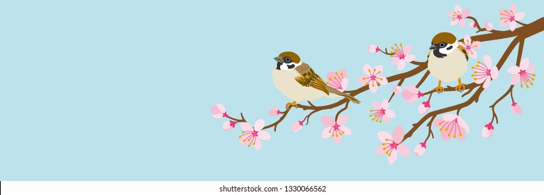 Two small birds perch on cherry blossom branch -House Sparrow, Header ratio