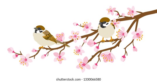 Two small birds perch on cherry blossom branch -House Sparrow