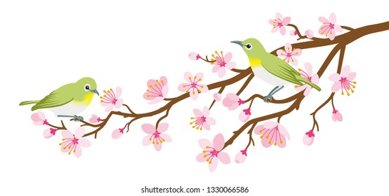 Two small birds perch on cherry blossom branch -Zosterops japonicas