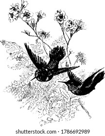 Two small black coloured birds with elongated beaks flying together, vintage line drawing or engraving illustration.
